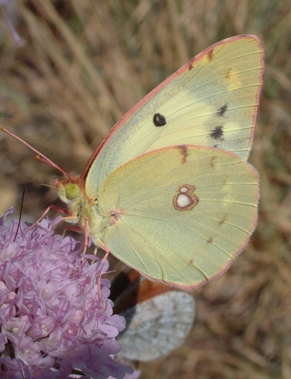 Colias crocea